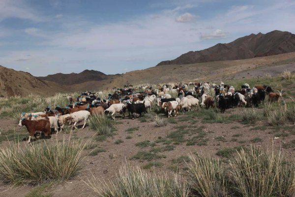 Хувь хүний малыг тоолж, мөнгө үрэх хэрэг байна уу