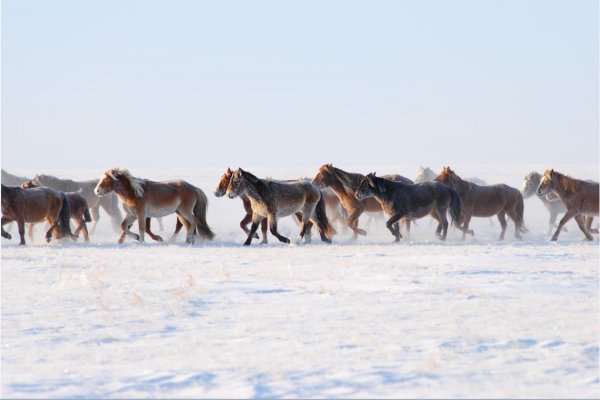 Ховд аймгийн баруун сумдын малчид зудын эрсдлээс гарахын тулд адуугаа зарж байна