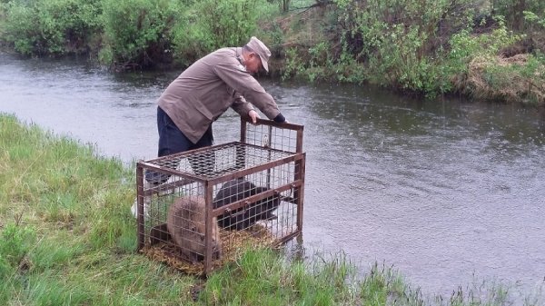 Туул голын минжнүүдийн тоо хоёр дахин өсчээ
