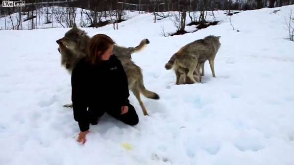 ЧОНО ДӨРВӨН ЖИЛИЙН ДАРАА ӨСГӨСӨН ЭЗНЭЭ ТАНЬСАН НЬ /БИЧЛЭГ/
