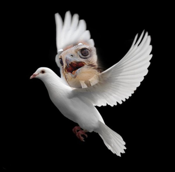 Энхийн цагаан тагтаа болж эргэн ирсэн 