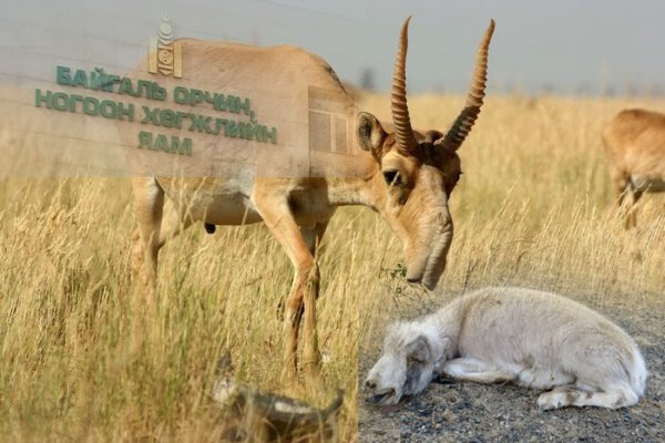 Мялзан өвчнөөр бөхөнгийн сүргээ үхүүлээд дуусах нь