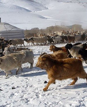 13 аймаг, 125 суманд өвөлжилт хүндэрчээ