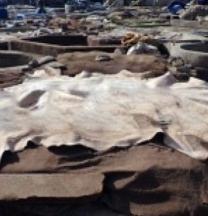 Арьс, ширний алдагдсан орон зай