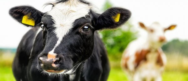 БИЛЛ ГЕЙТС ТӨГС ҮХЭР ЗОХИОН БҮТЭЭНЭ