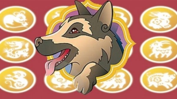 Нохой жилд ямар засал хийлгэх вэ