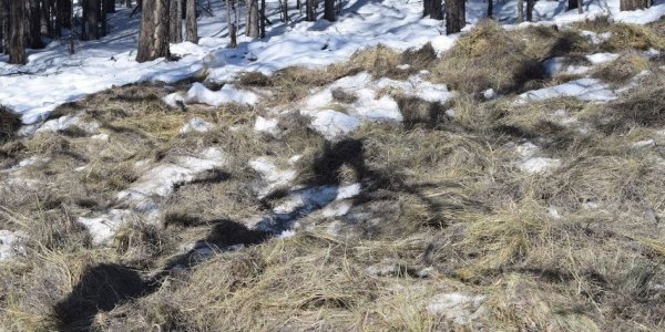 Нийслэлийн ногоон бүсийн зэрлэг амьтдад идэш тэжээл аваачиж тавив