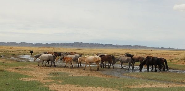ХИЛ ДАМНАСАН МАЛЫН ХУЛГАЙН ХЭРГИЙГ ИЛРҮҮЛЭВ