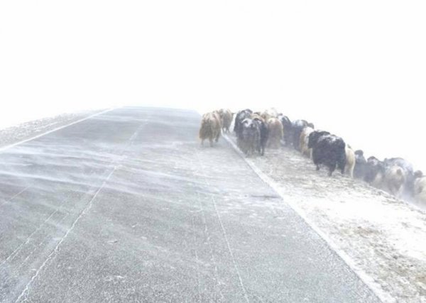 ИХЭНХ НУТГААР ЦАС ОРЖ, ЦАСАН ШУУРГА ШУУРНА
