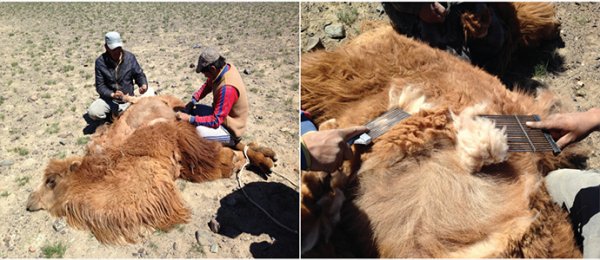 НООЛУУРЫН ХАНШ ТЭНГЭРТ ХАДАЖ МАЛЧДЫН МАГНАЙ ТЭНИЙХ ҮҮ?