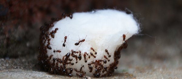 ШОРГООЛЖИНД ЭЛСЭН ЧИХЭР ӨГӨХ НЬ БУЯН ХУРААХ БУС МАШ ТОМ НҮГЭЛ БОЛДОГ