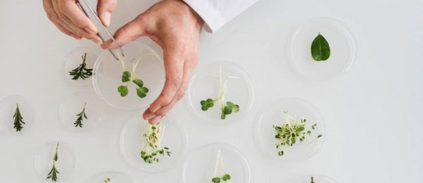 100 ЖИЛИЙН ДОТОР УРГАМЛЫН ГЕНЕТИК НӨӨЦИЙН 75% НЬ УСТАЖ ҮГҮЙ БОЛЖЭЭ