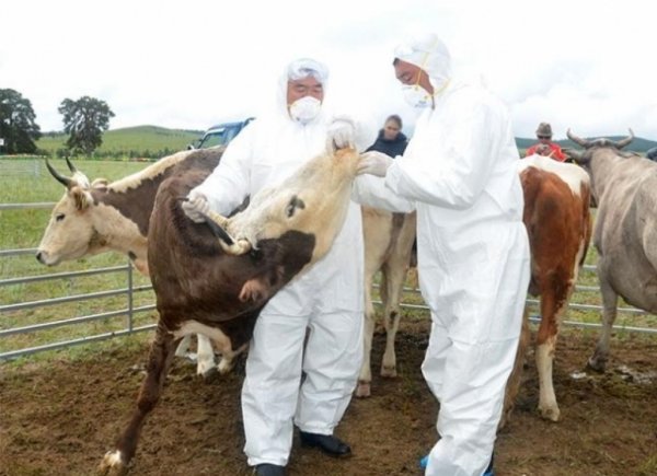 1,7 сая гаруй толгой малыг вакцинжуулжээ