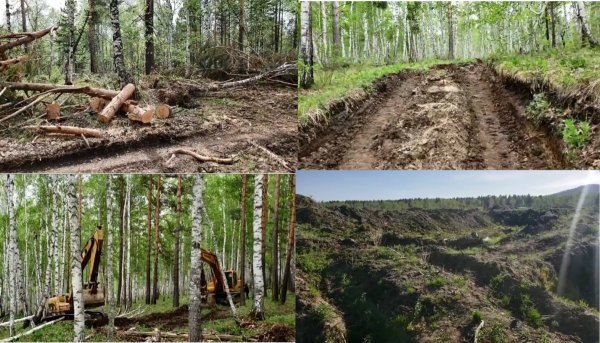 Хууль бус техникжсэн нинжа нарыг газар дээр ИЛРҮҮЛЭН БАРИЛАА