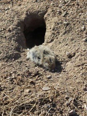 15 аймаг, аймаг дундын отрын бэлчээрийн талбайд үлийн цагаан оготнотой тэмцэж байна