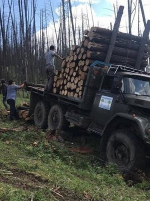 Нийслэлийн ойгоос 6100м.куб мод бэлтгэнэ