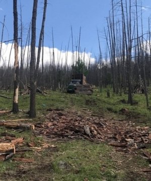 Иргэд зөвхөн ашиглалтын бүсээс мод бэлтгэнэ