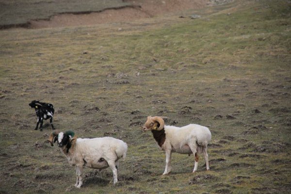 1000 МАЛТАЙ БОЛЧИХООР ТОЛГОЙ ШИЙРЭЭ ХАЯЧИХДАГ ЮМ БИШ ШҮҮ.