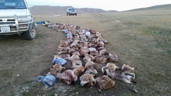 17 АЙМГИЙН 130 СУМ ТАРВАГАН ТАХЛЫН ГОЛОМТТОЙ