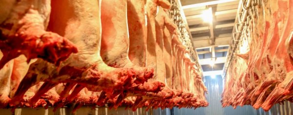 МАХНЫ ЭКСПОРТООС 110,6 ТЭРБУМ ТӨГРӨГИЙН ОРЛОГО ОЛЖЭЭ