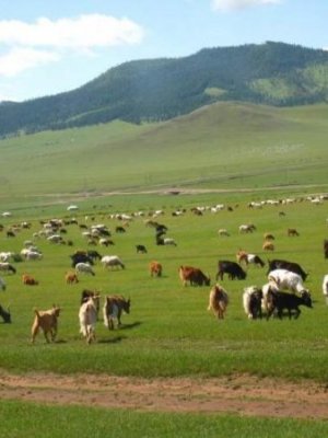 Дархан-уул аймагт малын галзуу өвчин илэрчээ