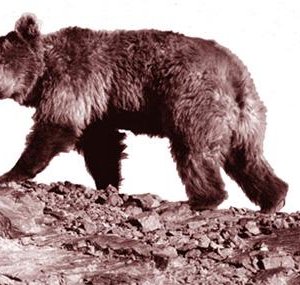 22 настай мазаалай баавгай