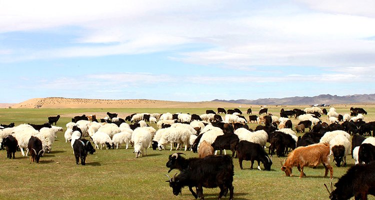 Мал, мах бэлтгэлийн ажилд хүнсний аюулгүй байдал, ариун цэвэр, эрүүл ахуйг сайтар баримтлан ажиллахыг даалгалаа
