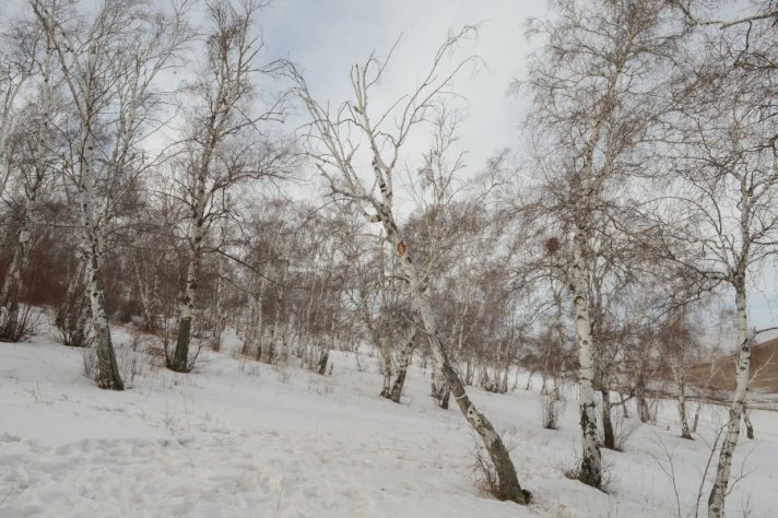 Цасан шуурга шуурч, сэрүүсэхийг анхааруулав