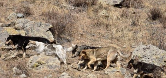 Зэрлэг нохдыг устгах нэг сарын аян эхэллээ