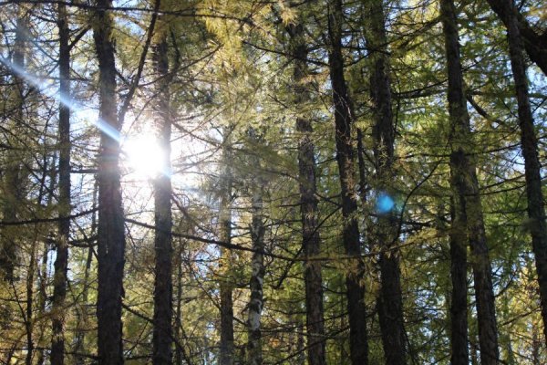 Ой нөхөн сэргээх үрийн талбай байгуулжээ