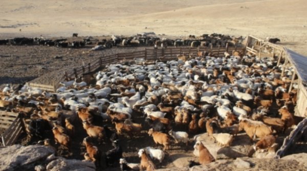 Мал тооллого маргааш эхэлнэ