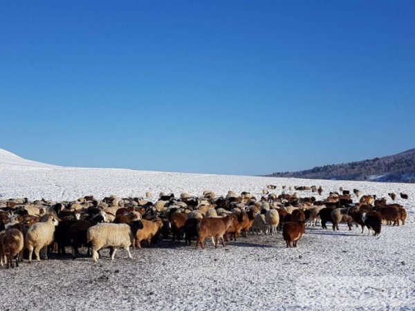 Малчдыг ган зуд сүүдэр шиг дагаж явна