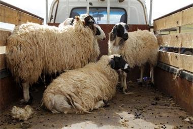 Найман удаагийн үйлдэлтэй малын хулгайн гэмт хэргийг илрүүлжээ