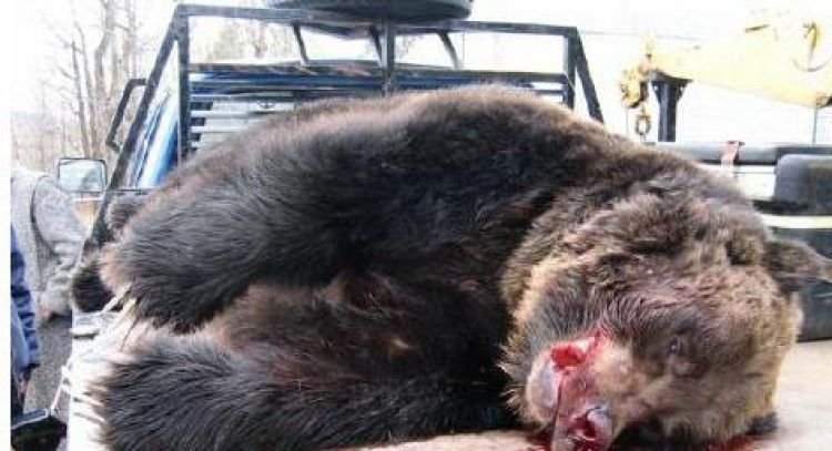 Хууль бусаар баавгай агнаж, худалдаалах гэж байсан этгээдүүд үйлдэл дээрээ баригдлаа