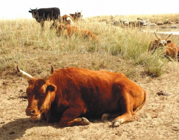 Халхгол суманд шүлхий гарчээ