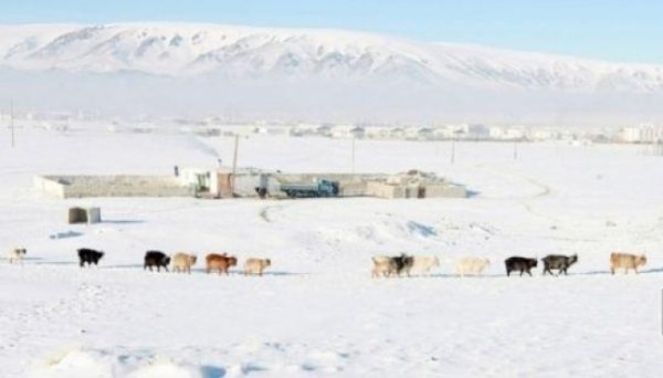 Нийт нутгийн 50 орчим хувьд цасан бүрхүүл тогтоод байна