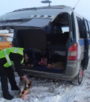 Малын хулгайн гурван бүлгийг илрүүллээ