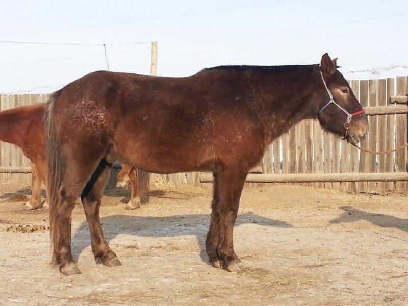 Нэмэлт тэжээл өгснөөс болж хурдан морьд үхжээ