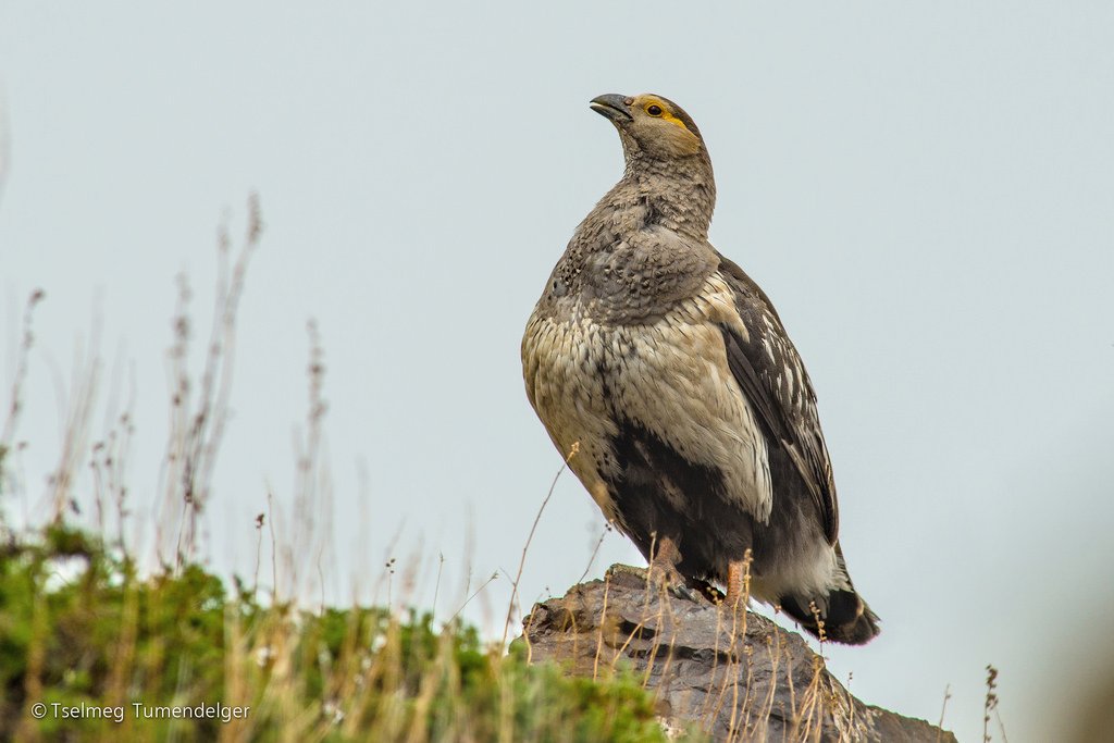 Нэн ховор амьтны эд эрхтэнг борлуулах гэж байсан этгээдүүдийг илрүүлжээ