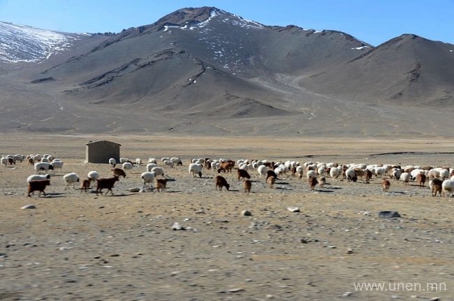 Мал усгүйдэж, малчид малаа 3-5 км газар тууж худгаас услаж байна