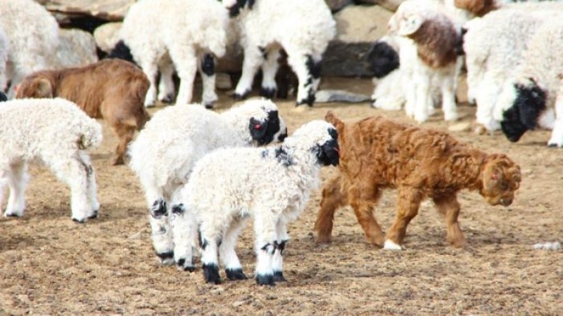 Мал хамгаалах сангаас хүүгүй зээл аваад төлөөгүй компаниудыг нэрлэж байна
