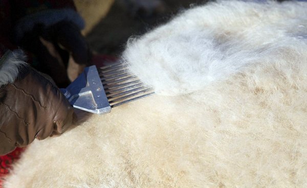 Ноолуурын үнэ 45 төгрөгөөс эхэлж байна