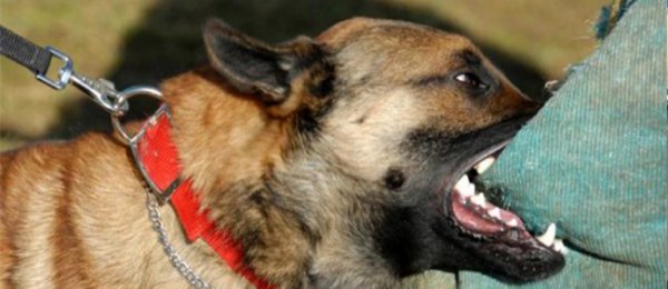 Мал, амьтны дунд галзуугын шинжтэй 37 тохиолдол бүртгэгджээ