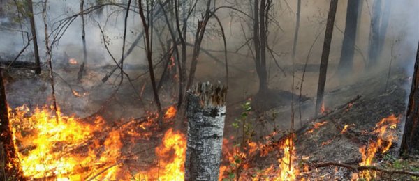 Сэлэнгэ аймгийн нутагт ойн түймэр гарлаа