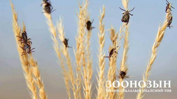 Сэрэмжлүүлэг: Хачгаар дамжих халдварт өвчний идэвхитэй үе эхэллээ