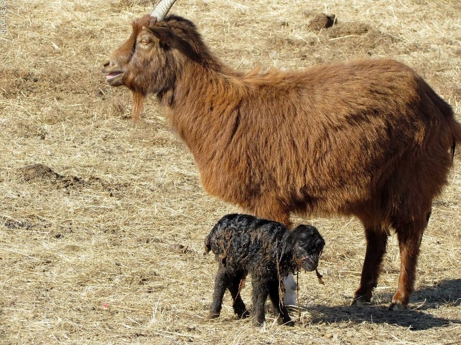 МАЛЫН ХОРОГДОЛ НЭМЭГДЭЖ, ХЭЭЛ ХАЯХ НЬ ОЛШИРЧЭЭ