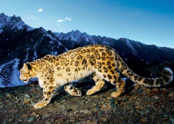 Цоохор ирвэс айлын хоттой мал руу дайрчээ