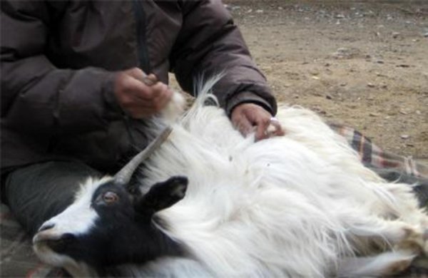 Ноолуурын ханш өнгөрсөн жилийн үнийн өсөлтийг давтах найдлага байна