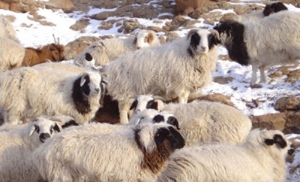 Дэлгэрхаан сум мал төлөлтөд бэлтгэл сайтай байна