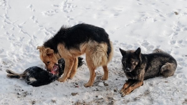 285 суманд галзуу өвчний сэжигтэй тохиолдол илэрчээ